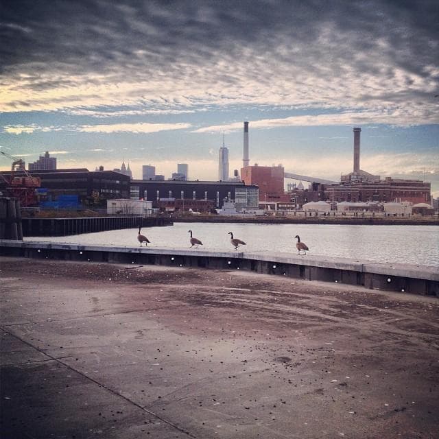 Waterfront skyline with geese on industrial pier, urban harbor