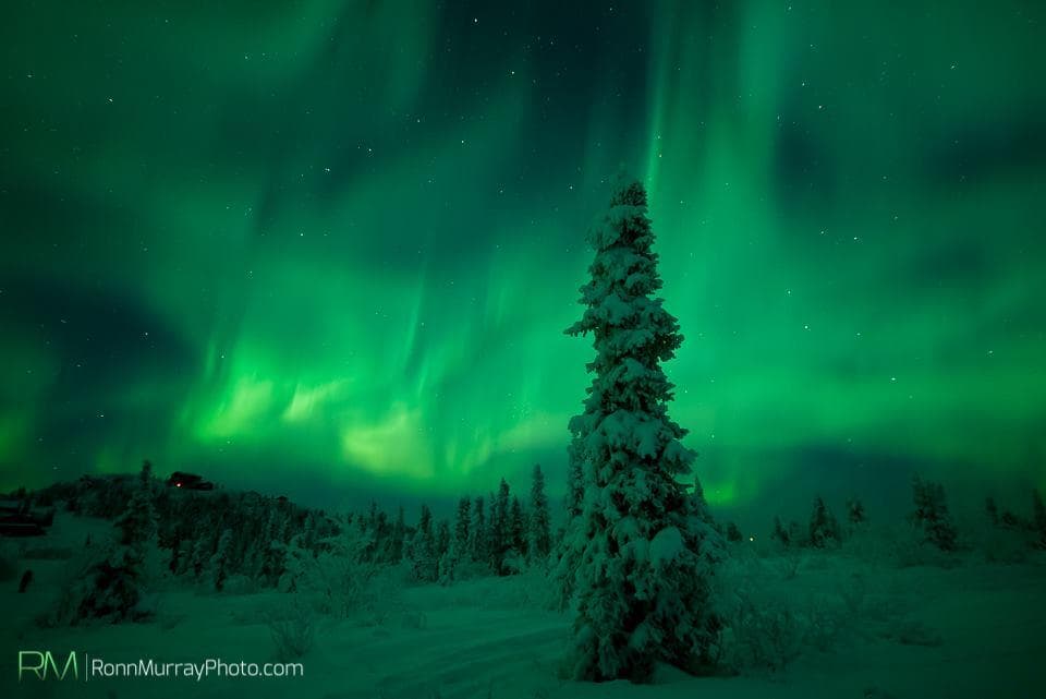 Aurora glow behind solitary snow-covered tree, serene tundra