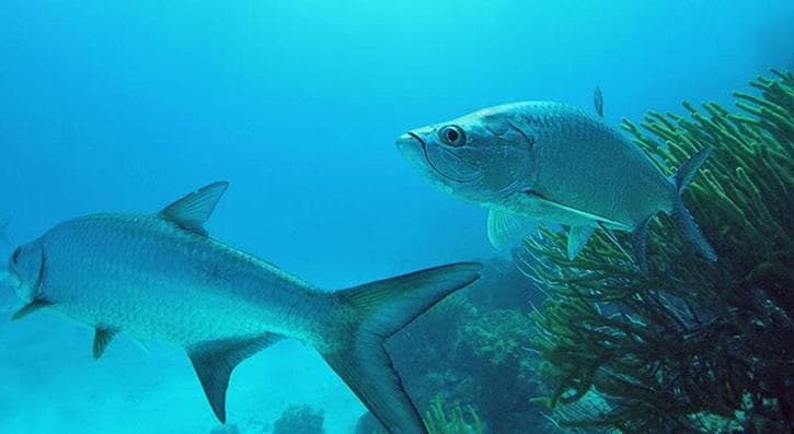Underwater reef with sharks swimming for scuba diving tour
