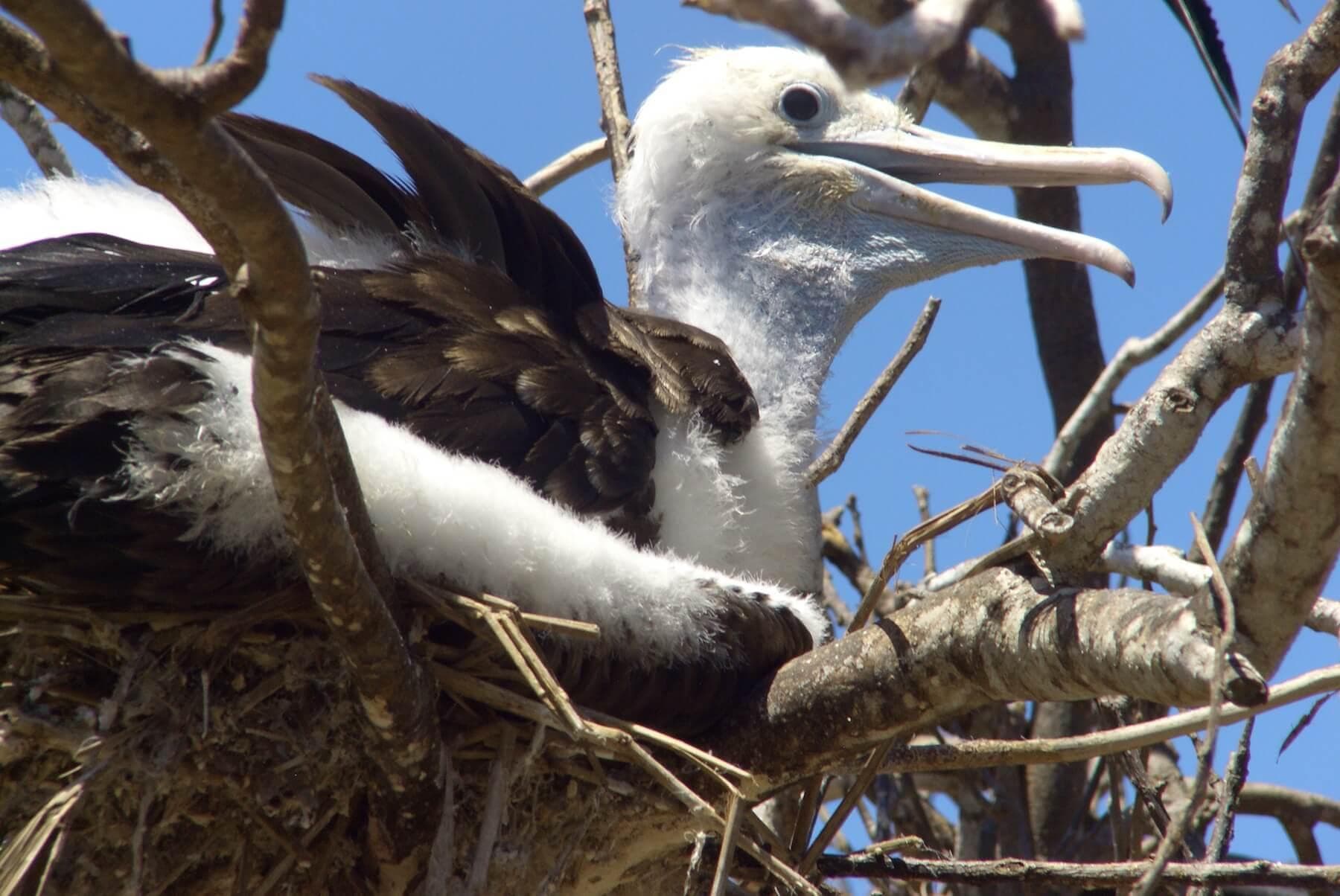 Nesting albatross perched in coastal tree on island