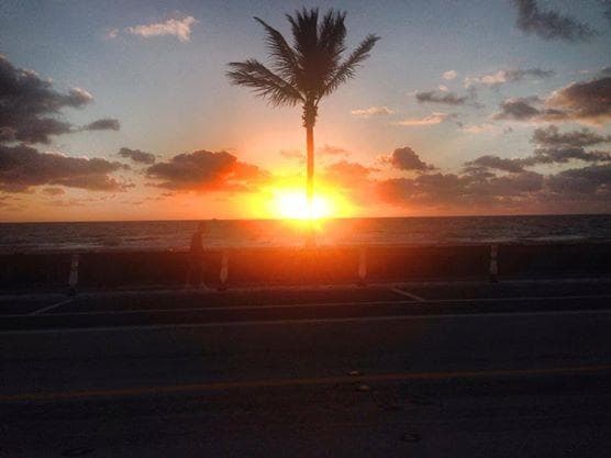 Sunset over coastal road with palm tree and ocean horizon