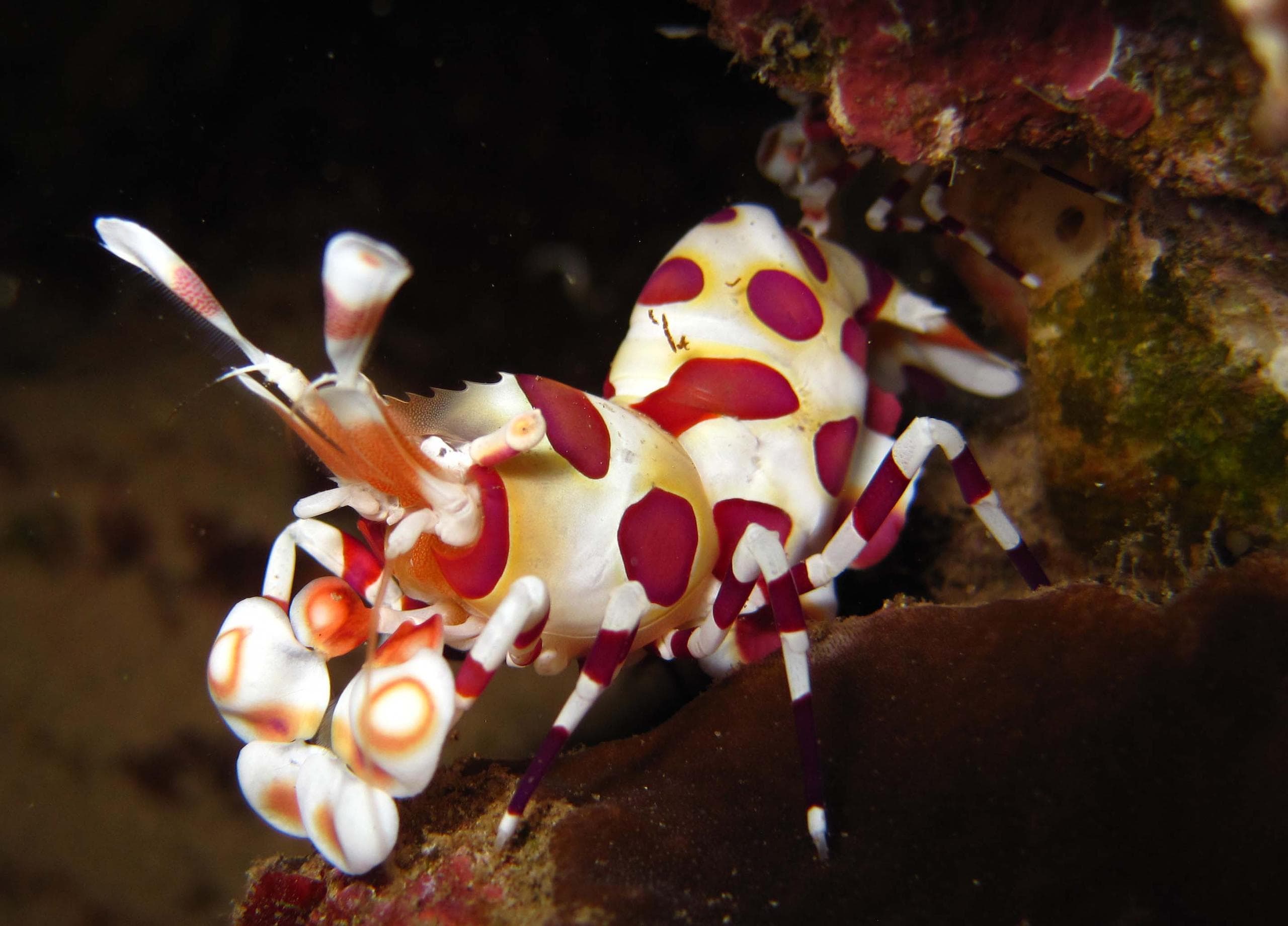 Discover the Thrill of Night Diving off Maui Ocean Shores