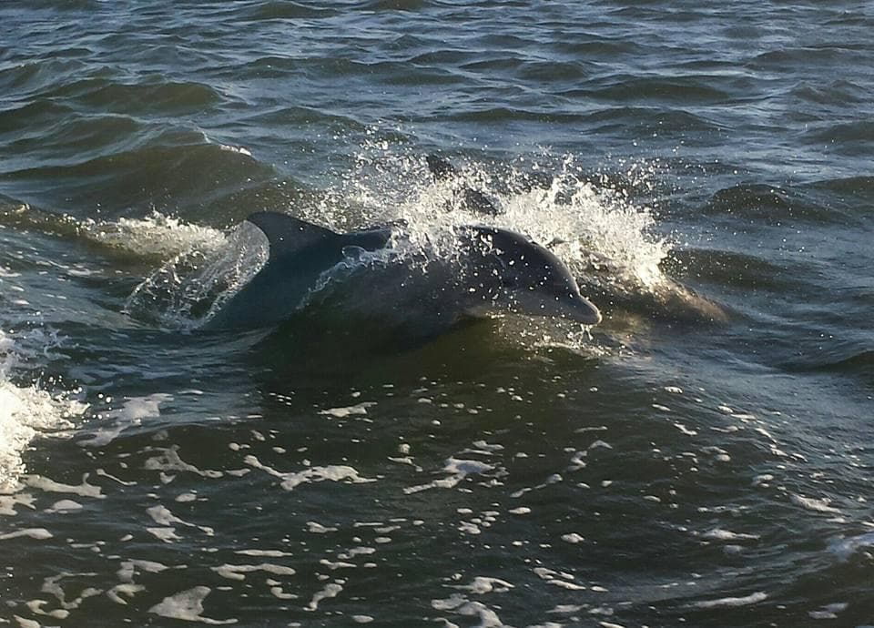 Private Two-Hour Water Tour with Turtle Mound River Tours in New Smyrna Beach