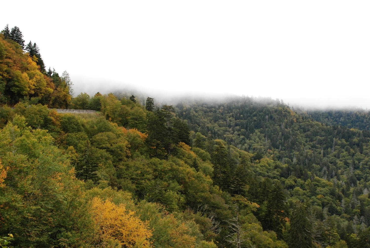 Mountains and Moonshine with Smoky Mountain Guides in the Smoky Mountains