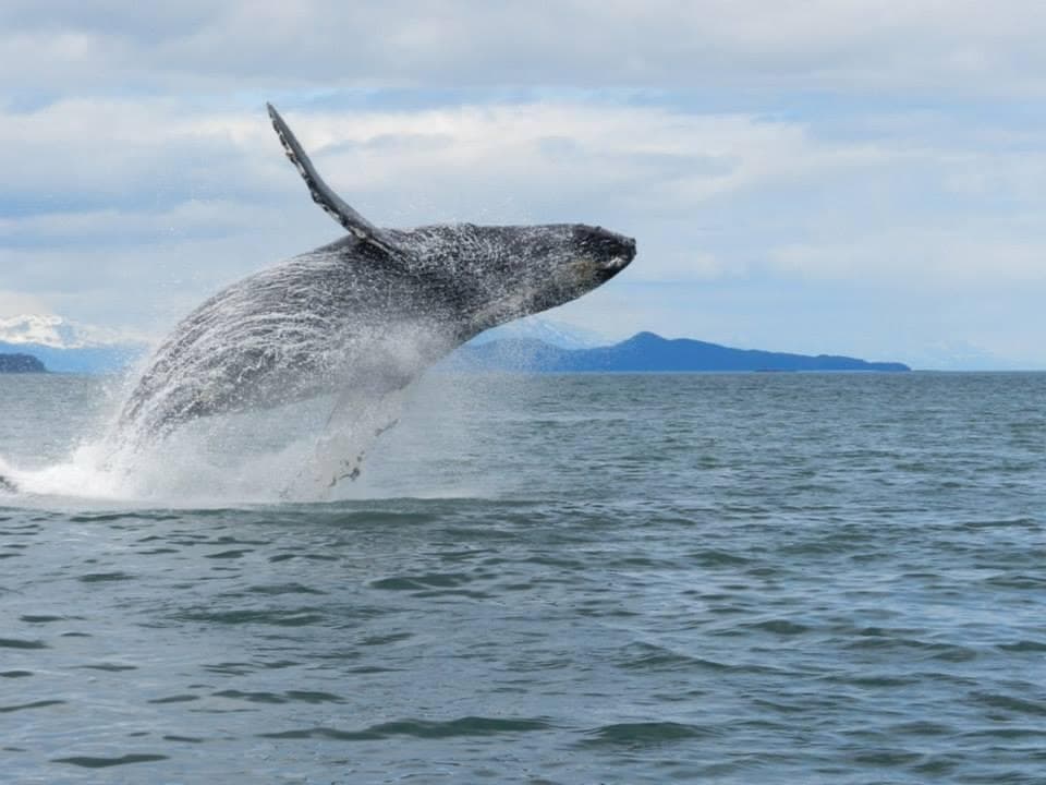 Humpback whale breaching high above ocean near Alaskan coast