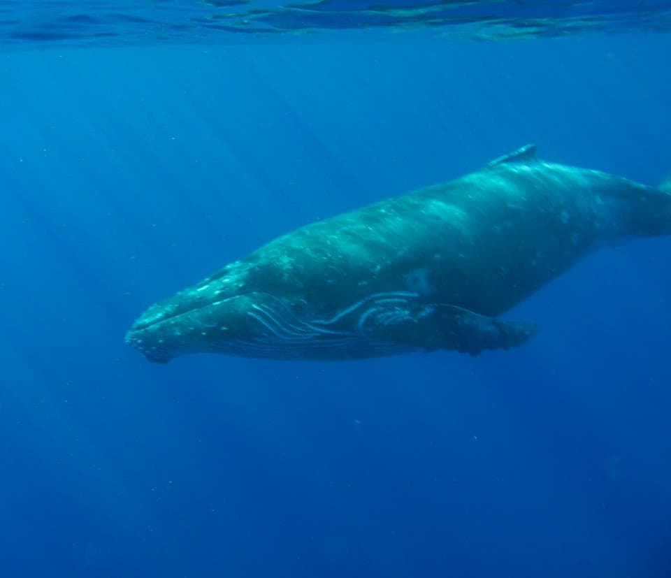 Humpback whale surfacing in clear ocean waters off Maui