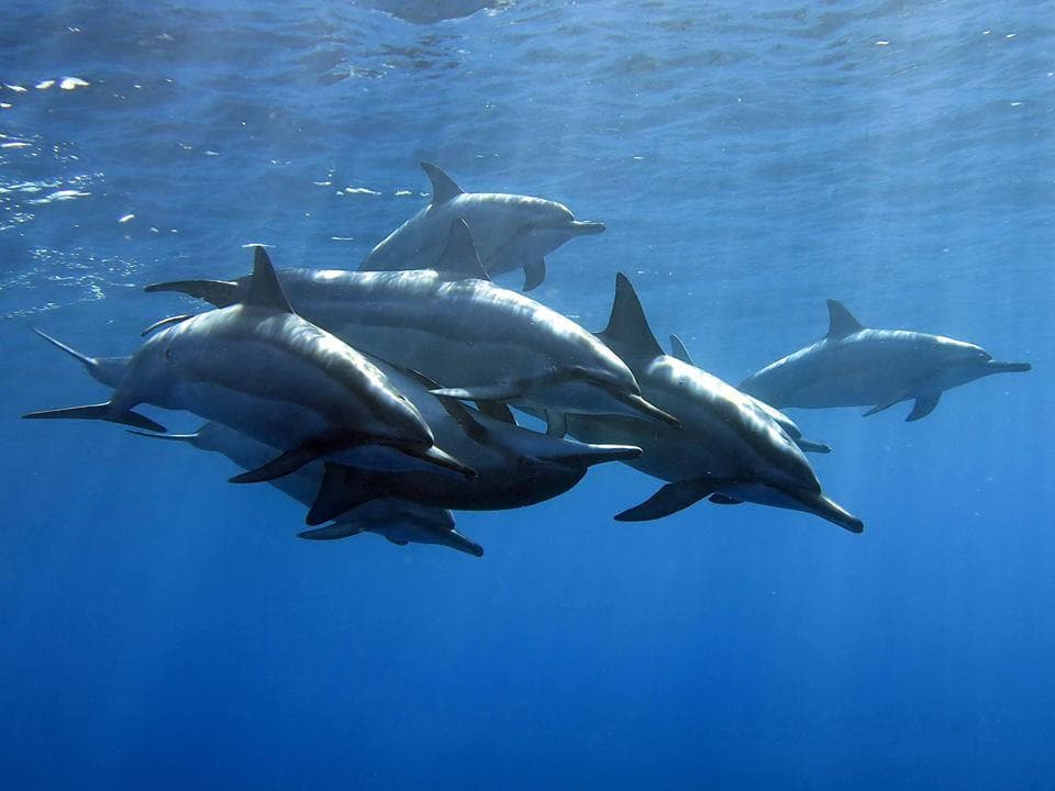 Kona Snorkel Trips team