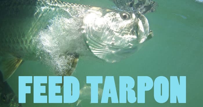 Close-up tarpon feeding in green coastal water, wildlife encounter