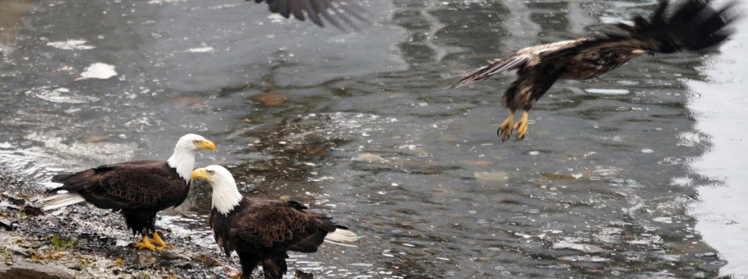 Bald eagles scavenging on rocky Alaskan shoreline near water