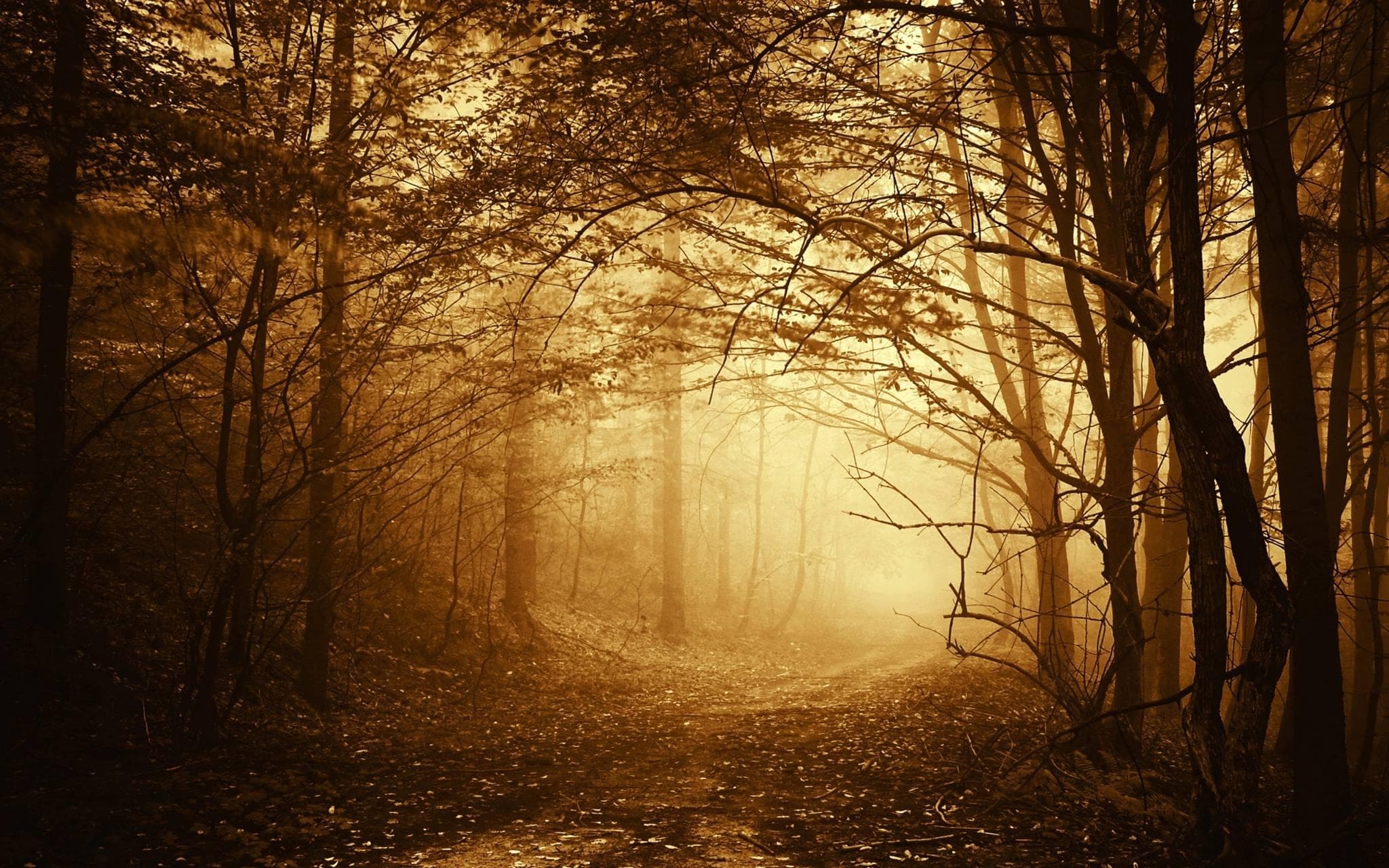 Misty golden forest trail at sunrise for atmospheric woodland hike