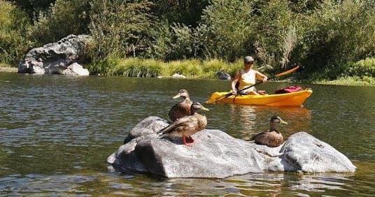 Kayaker paddling past rocks with ducks on a calm river