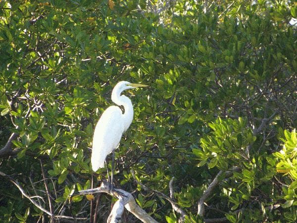Native Guidance's Nature Excursions in Summerland Key