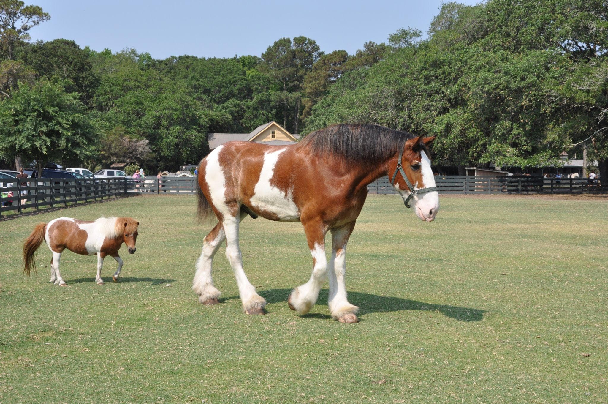 Clydesdale and foal grazing in open pasture at stable