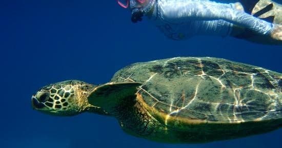 Wildlife & Water: Makena Turtle Town Eco Adventure with Maui Kayaks