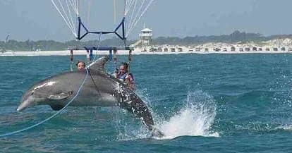 Parasailers jumping with dolphin beside parasail over Gulf waters