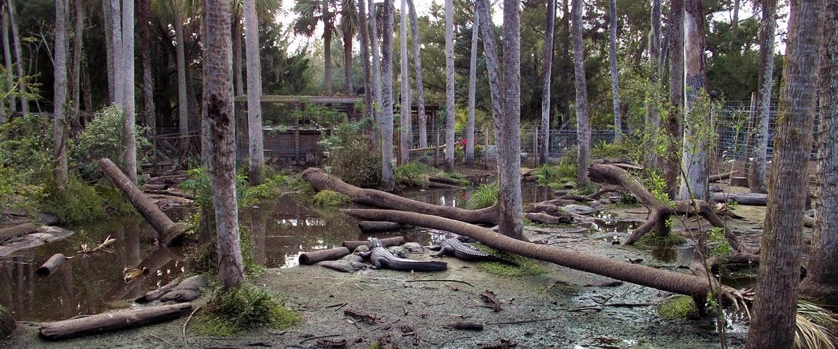 Scenic wetland forest with fallen logs in swamp