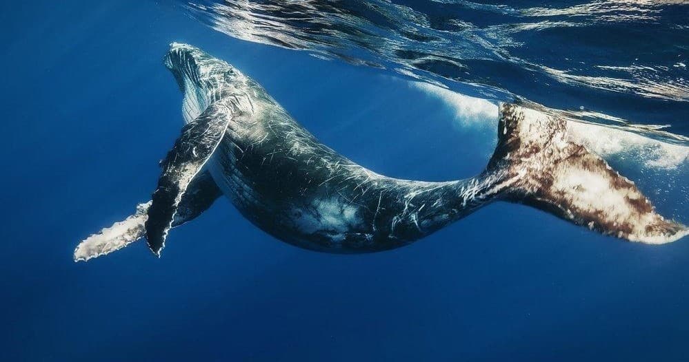 Humpback whale swimming underwater in blue sea on marine tour