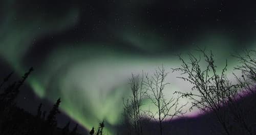 Northern lights glowing above silhouetted Alaskan trees