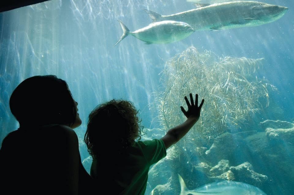 Coral World Ocean Park Family Day Pass: Hands-On Marine Discovery in St. Thomas photo 1