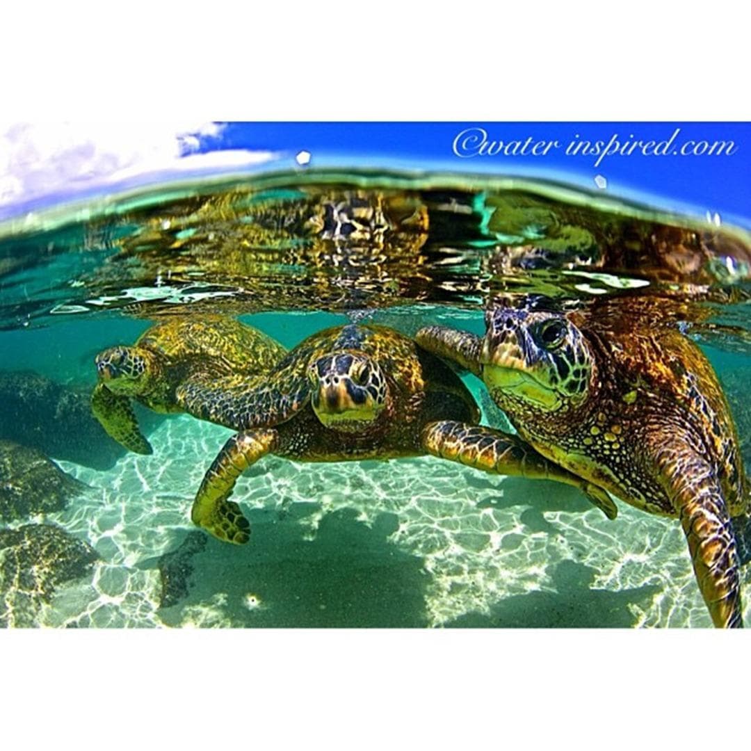 One Ocean Diving team