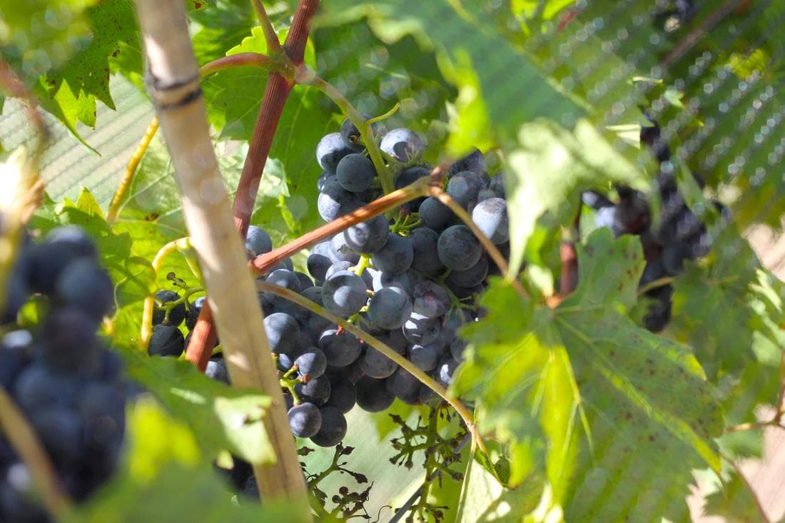 For Us By Us Sunday Wine Tour — Intimate Temecula Tastings with littlebustours photo 1