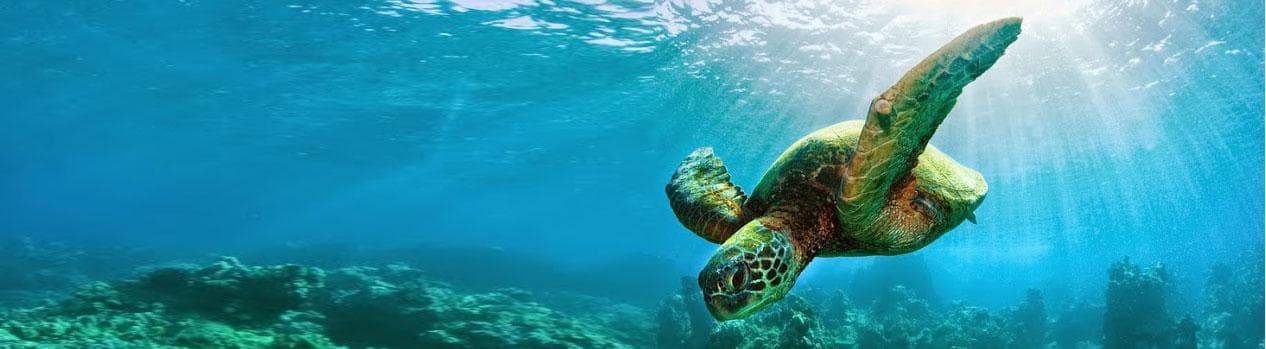 Green sea turtle swimming over coral reef in Maui waters