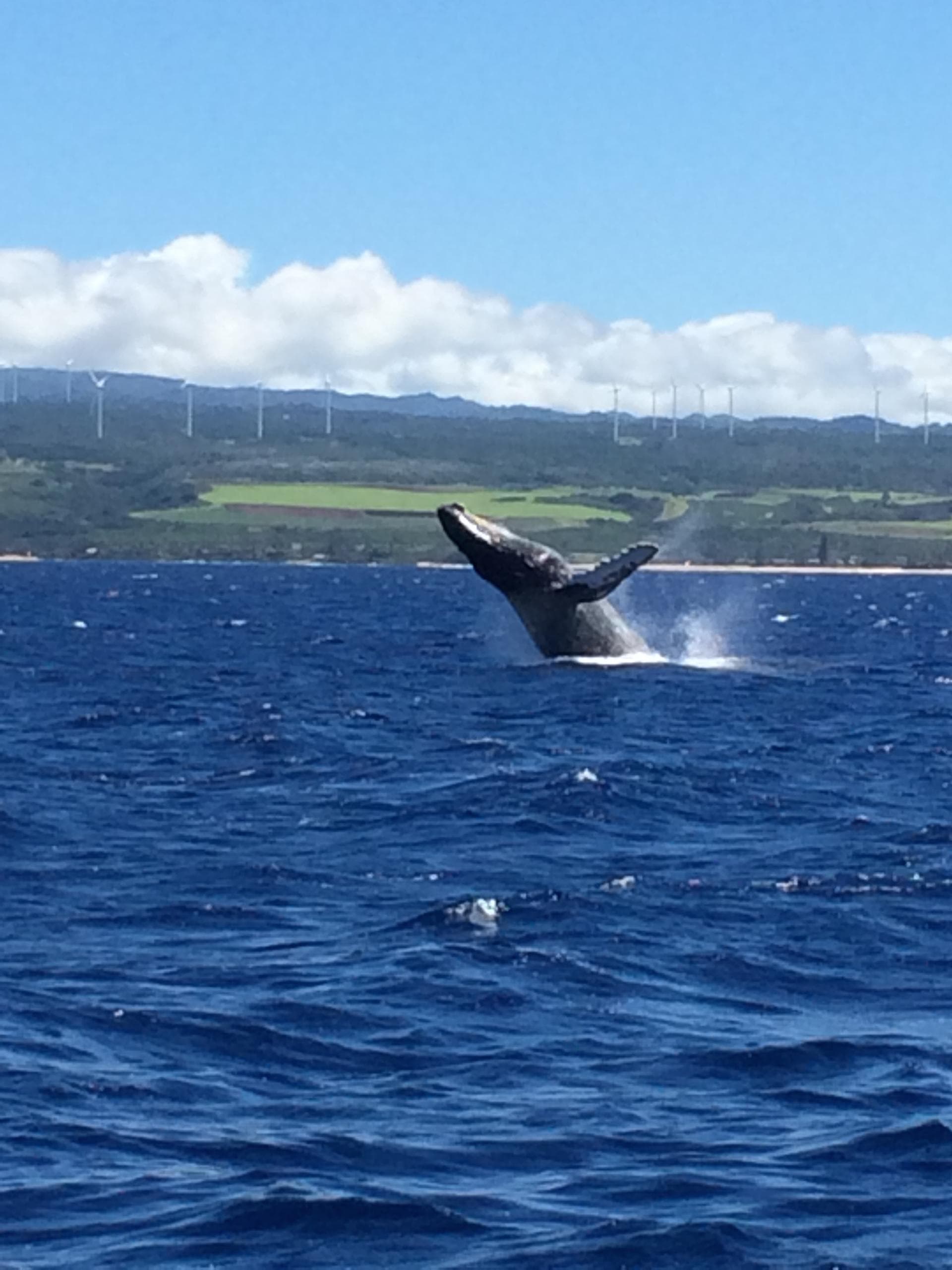 Early Bird Whale Watch in Haleiwa, Oahu