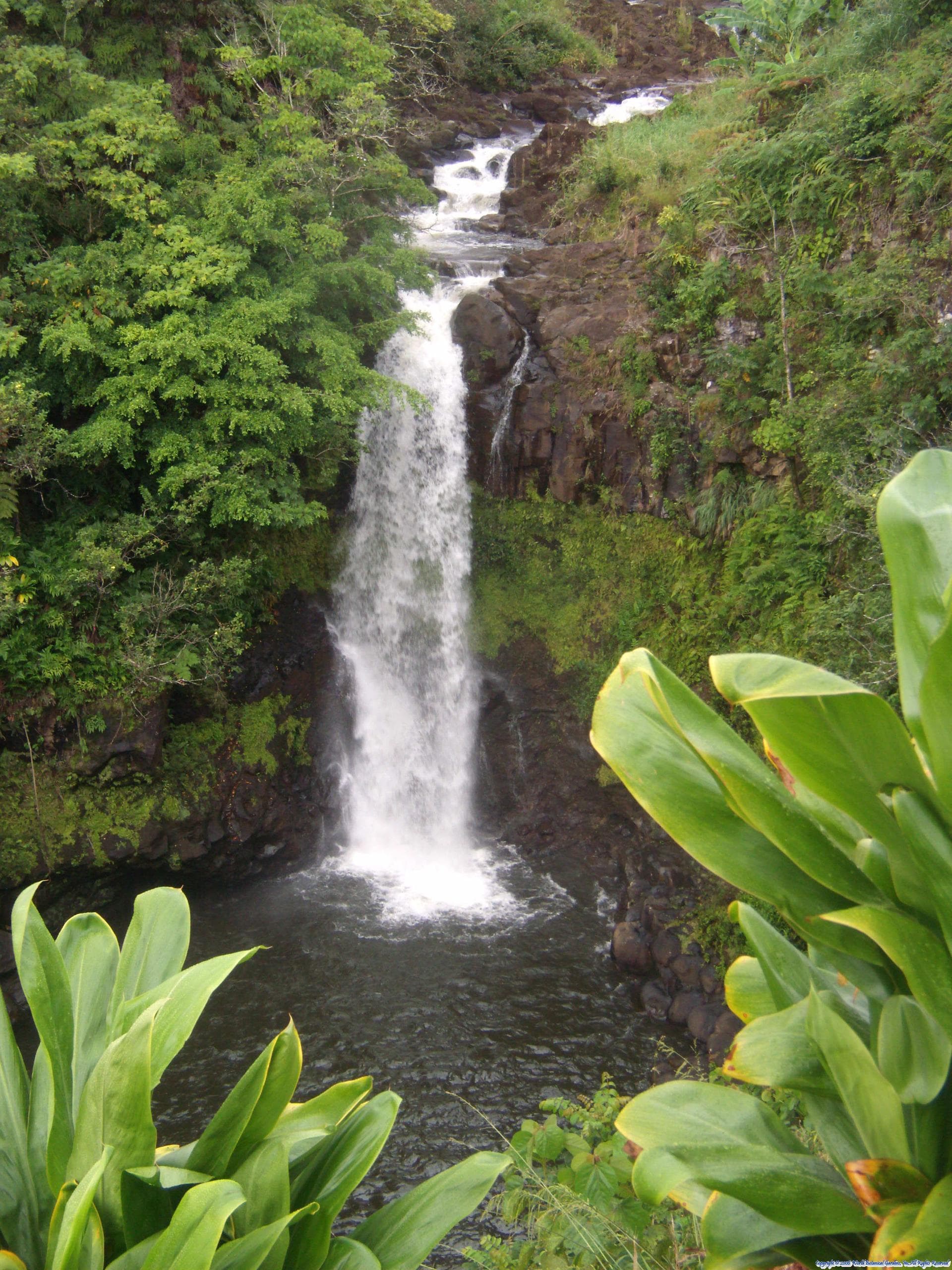 Scenic tiered waterfall dropping into a lush jungle pool