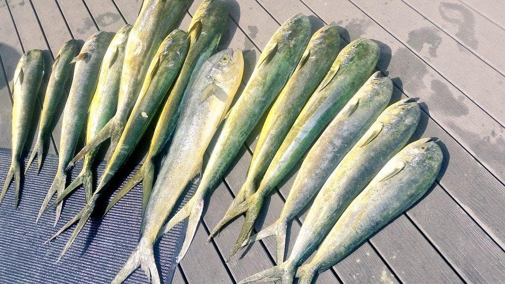 Linda D Sportfishing fleet