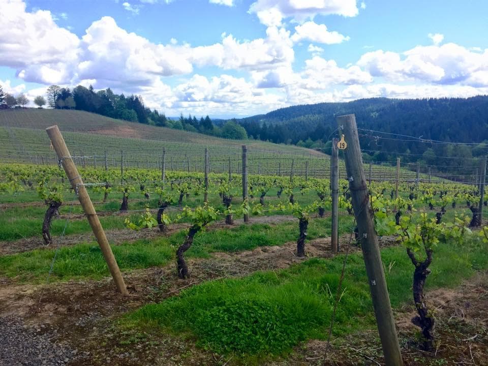 Wide vineyard vista with cloudy sky, panoramic winefields