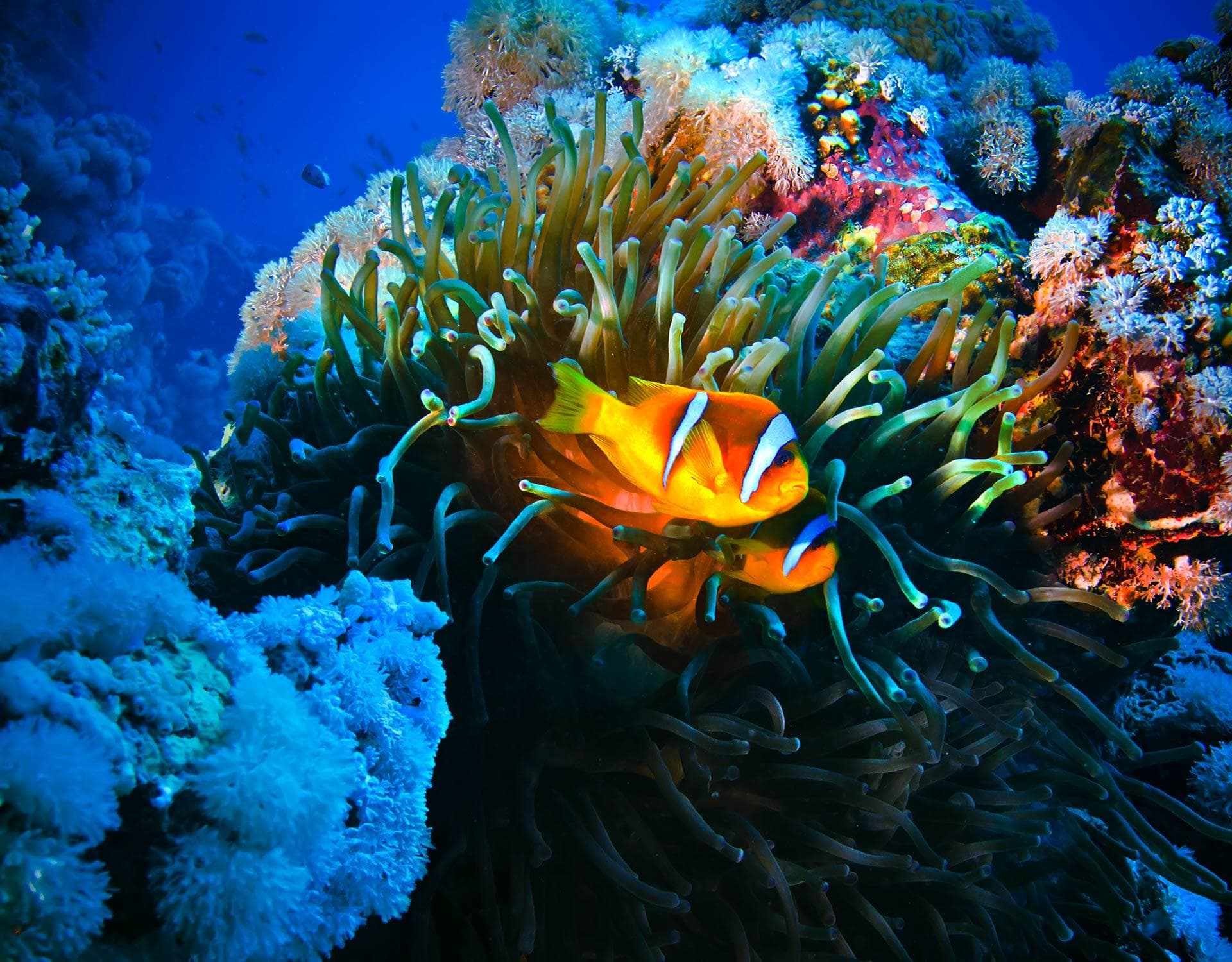 Clownfish nestled in sea anemone on colorful tropical coral reef