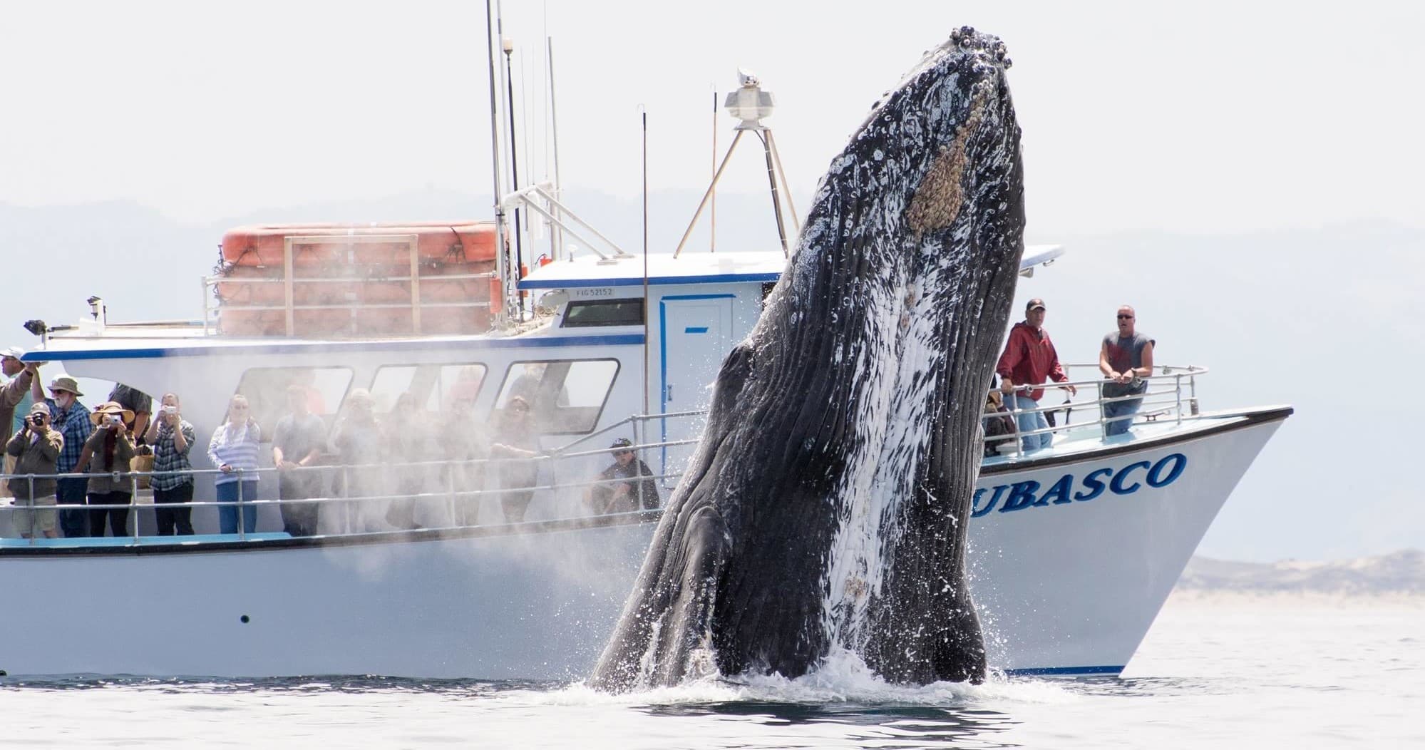 Experience the Ultimate Private Whale Watching Charter from Moss Landing, California
