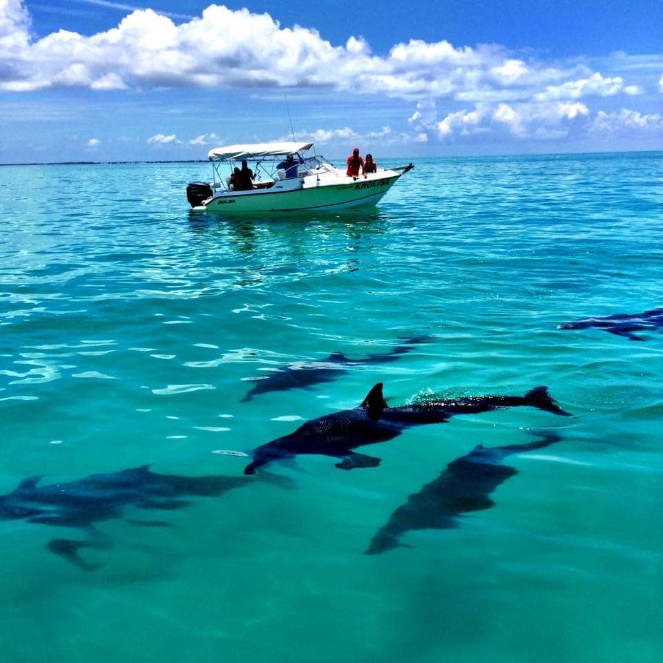 Dolphins swimming under crystal-clear turquoise water near boat