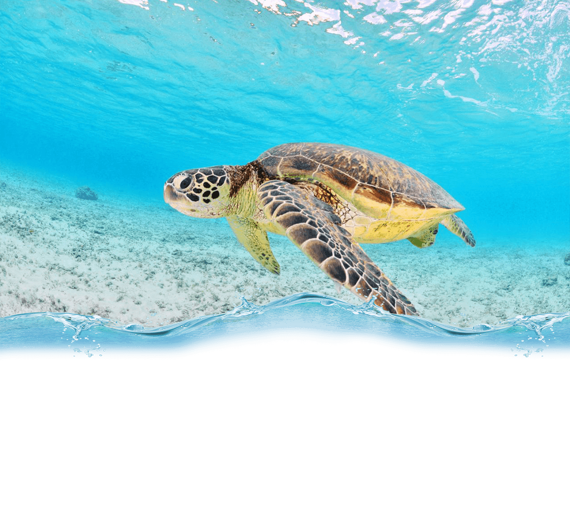 Snorkeling & Sailing Adventures with East Island Excursions