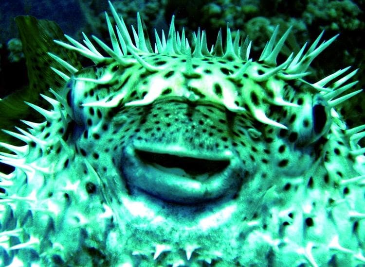 Porcupine pufferfish close-up among reef snorkeling wildlife encounter