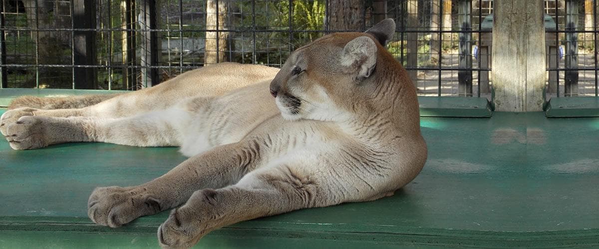 Resting mountain cougar lounging on platform in enclosure