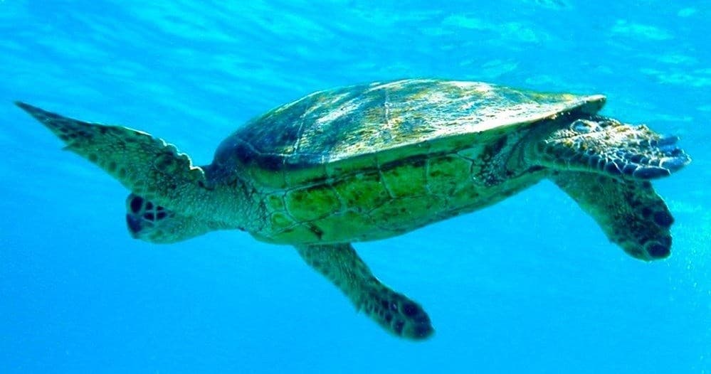 Big Island Beach Gear Rentals at Keauhou Bay — Chairs, Umbrellas & Snorkel Packages