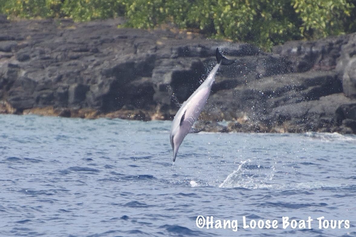 Spinner dolphin leaping offshore near rocky Hawaiian coastline
