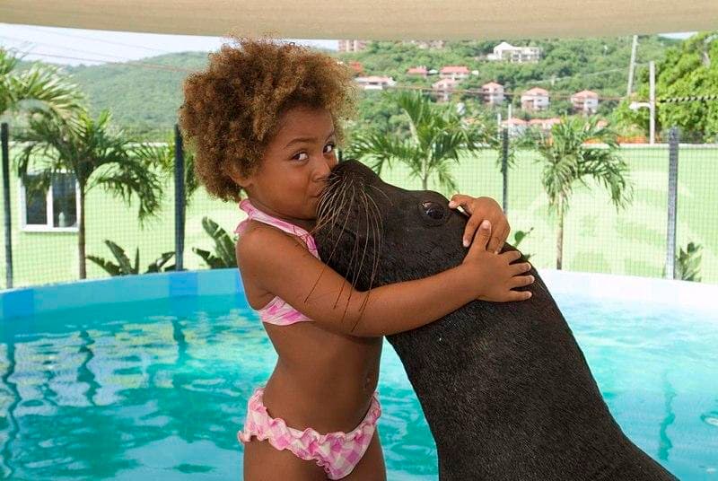 Sea Lion Encounter at Coral World, St. Thomas VI