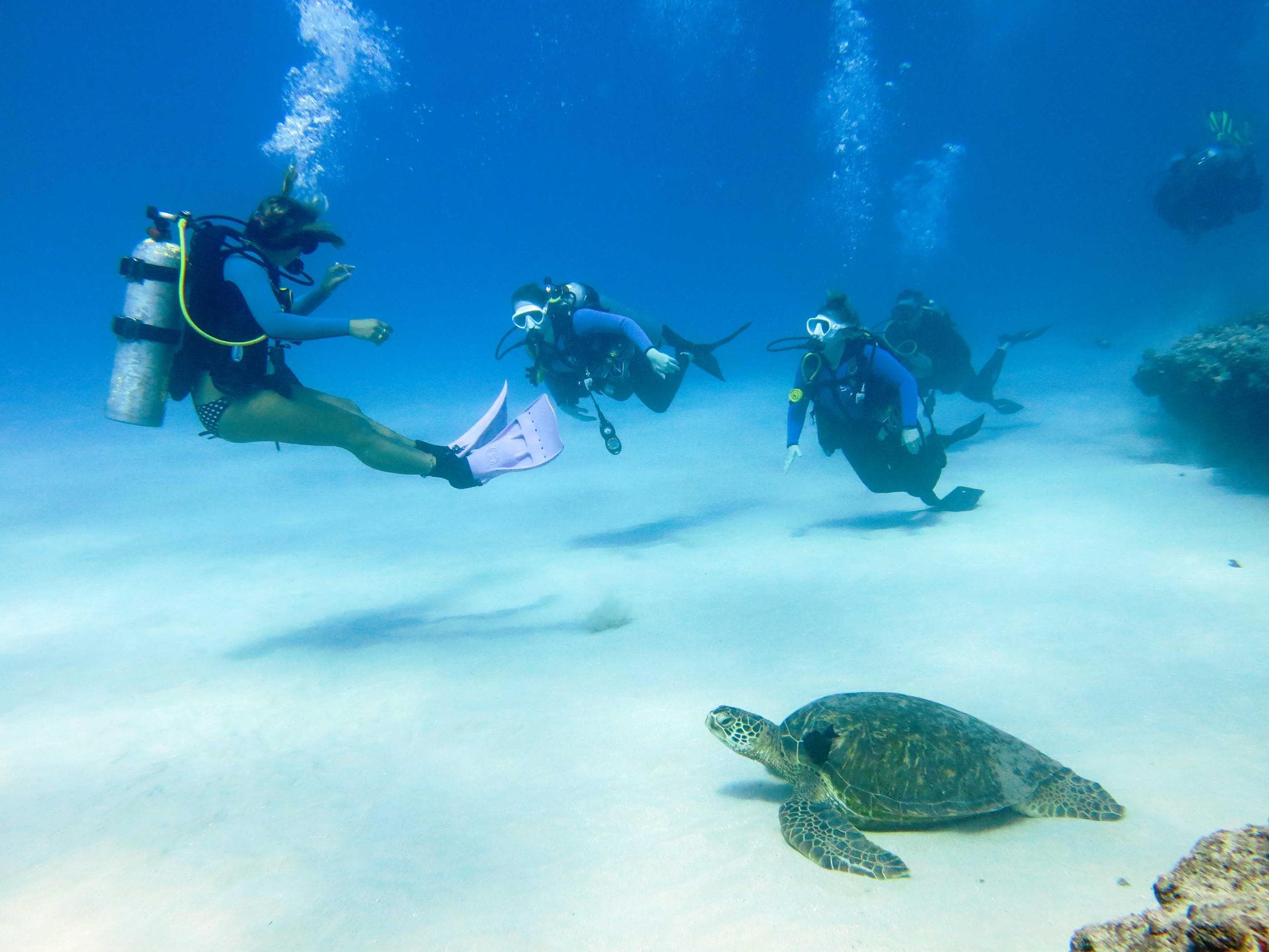 Scuba divers observing green sea turtle over sandy bottom
