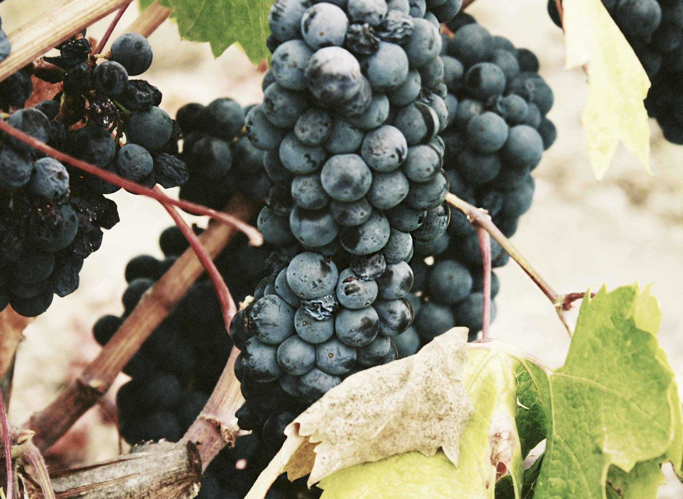 Explore San Diego Ranchos & Boutique Wineries: A Private Day Tour of History and Wine