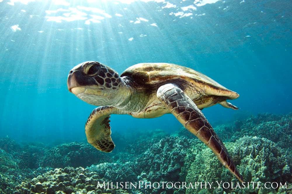 Kona Honu Divers: Intimate Scuba in Kailua-Kona Waters