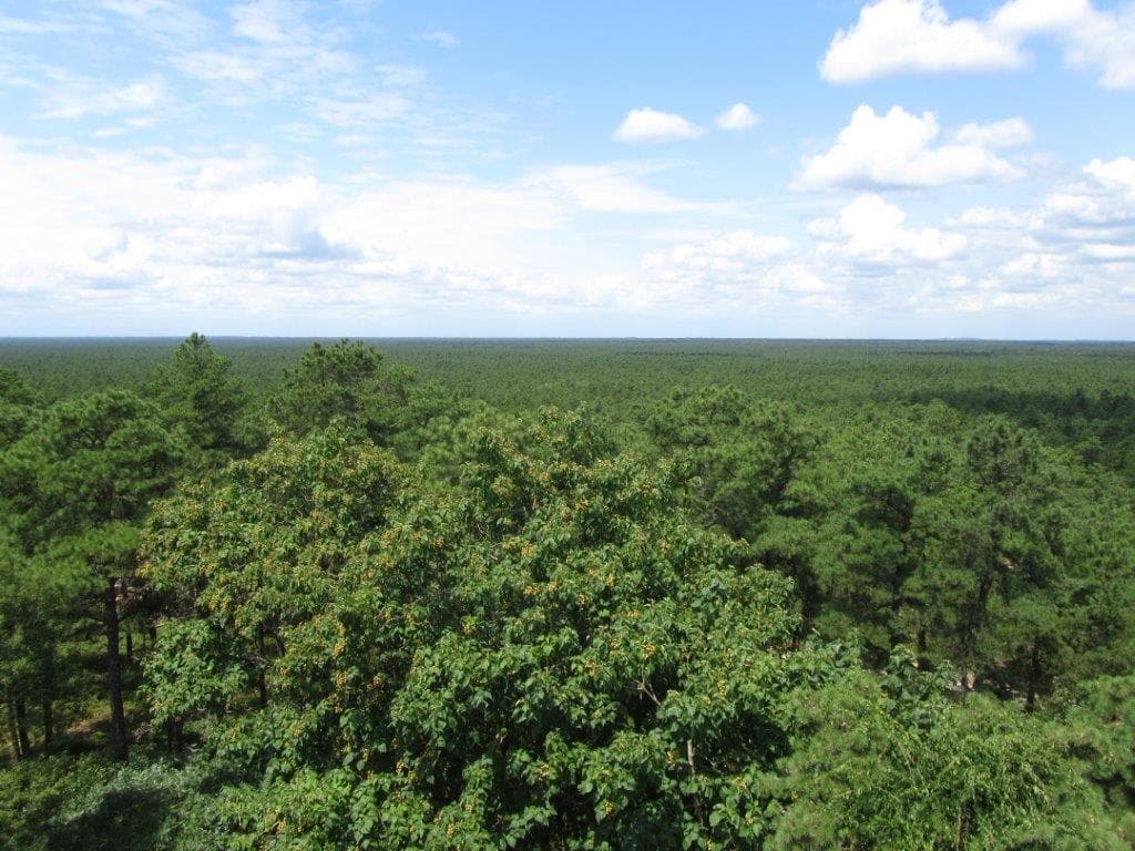 Pine Barrens Tours with Pinelands Adventures