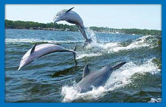 Dolphin Cruises Inc. fleet
