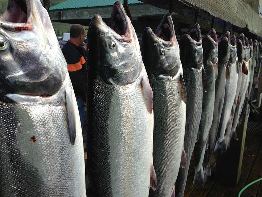 Silver Salmon Fishing Trips in Valdez, Alaska