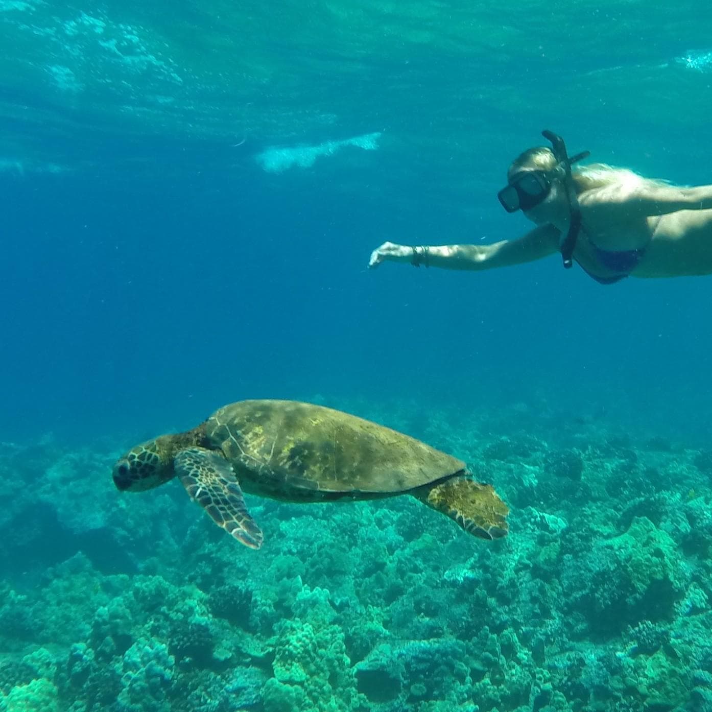 Hawaii Surf and Kayak fleet