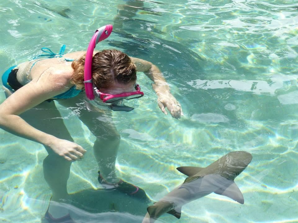 Shark Encounter at Coral World, St. Thomas, USVI