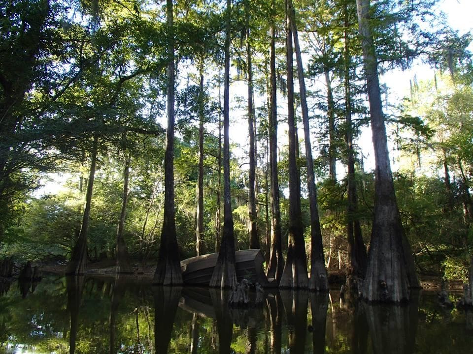 Tall cypress trees reflecting in peaceful swamp water