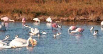 Flamingos and pelicans feeding in shallow estuary wetlands at dawn