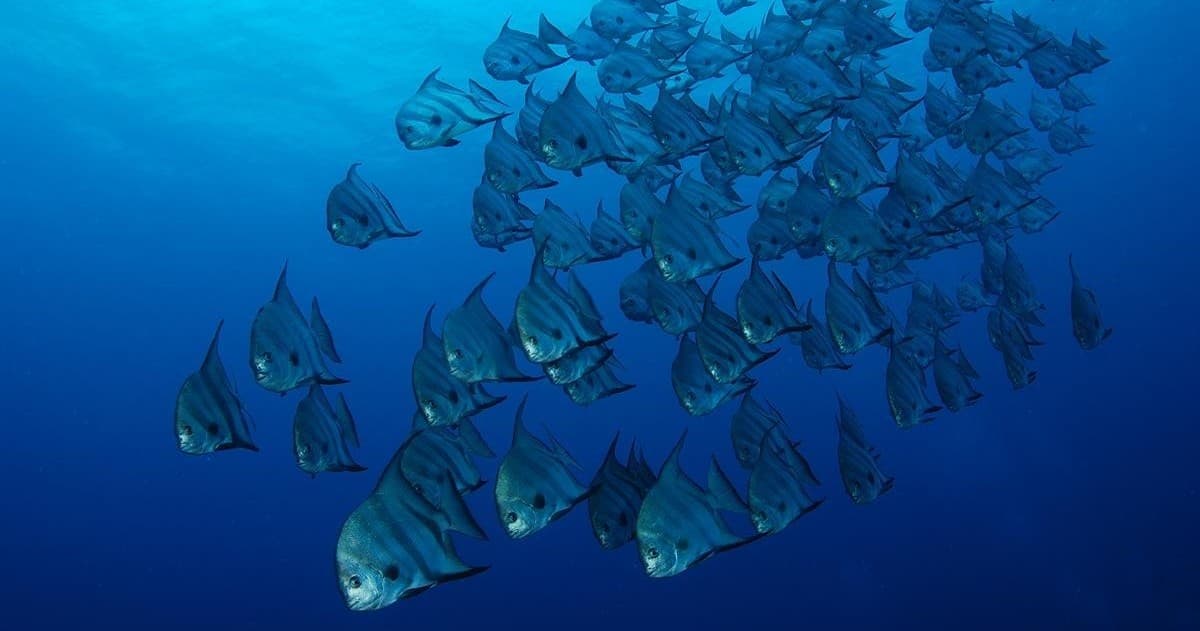 Island Scuba team